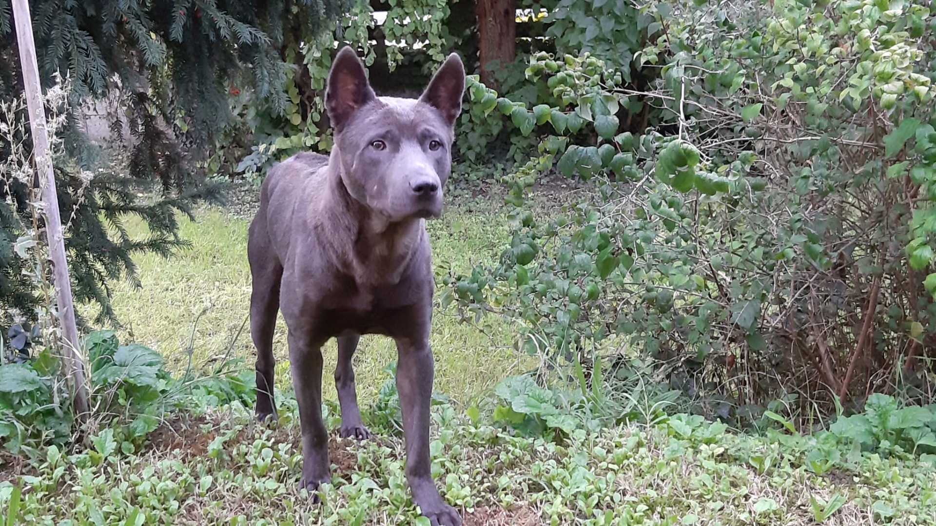 Bailey Wild-Romance of Chiang Exotic Wolfs 11 months from Litter - B